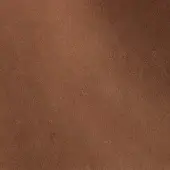 241273406 - NOCCIOLA